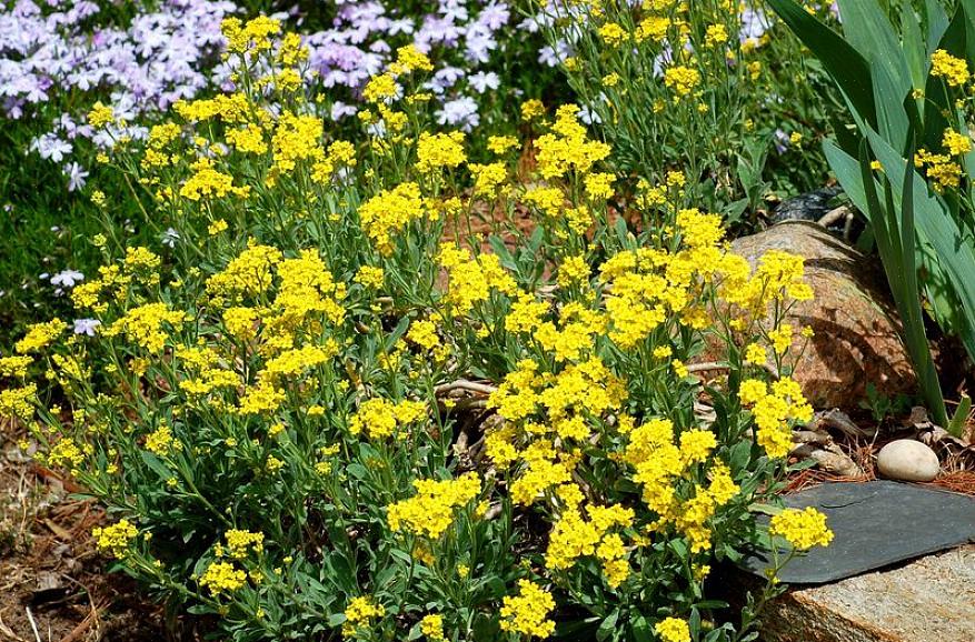 I fiori di alisso giallo sono comunemente coltivati nelle zone di rusticità vegetale del Dipartimento