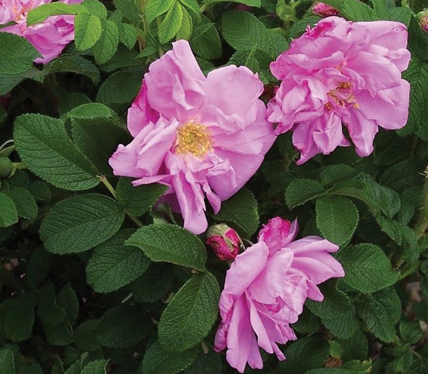 Una rosa Rugosa farà un bel retro della pianta del confine o del punto focale