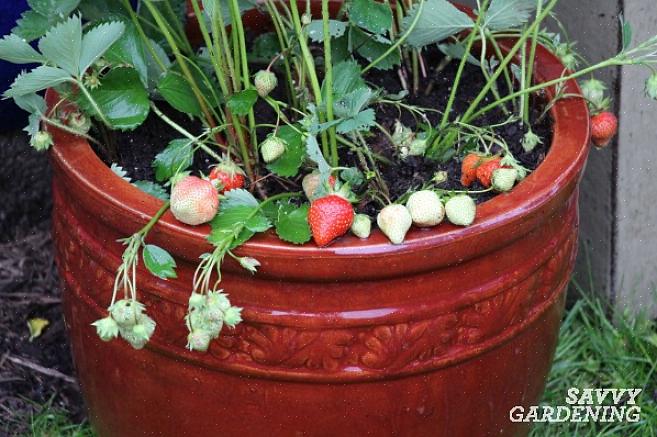 Sei pronto per iniziare a piantare il tuo vaso di fragole