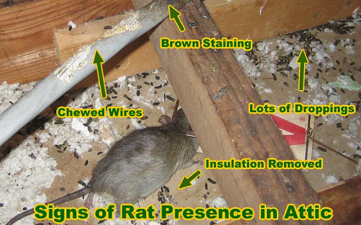 Assicurarsi di utilizzare una trappola più grande etichettata per il controllo dei ratti