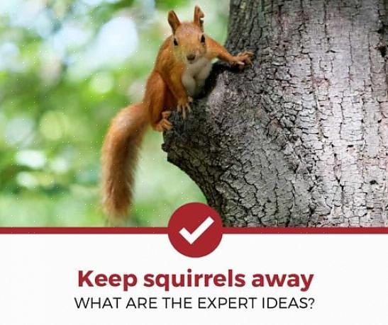 Ci sono molte piante che gli scoiattoli trovano sgradevoli o addirittura tossiche per gli scoiattoli