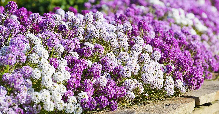 I fiori di alisso dolce sono tra le piante più popolari vendute nei garden center del Nord Europa