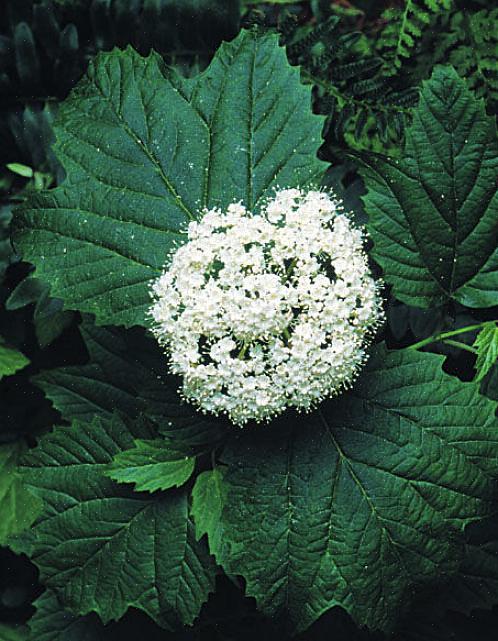 La tassonomia delle piante classifica gli arbusti di viburno di freccia come Viburnum dentatum