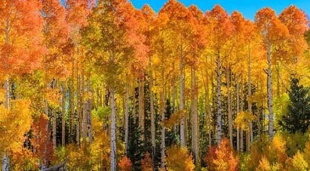 Il tremante pioppo è diventato l'albero dello stato dello Utah nel 2014
