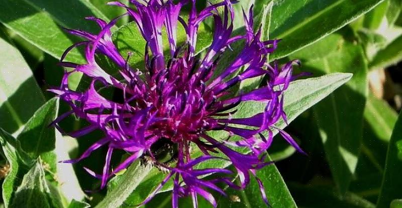 La tassonomia delle piante classifica questo tipo di bottone da scapolo perenne come Centaurea montana