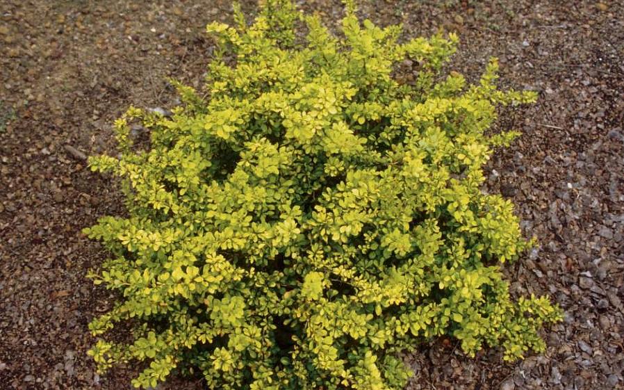 Sia il crespino giapponese (Berberis thunbergii) che il crespino comune sono piante invasive nel Nord Europa
