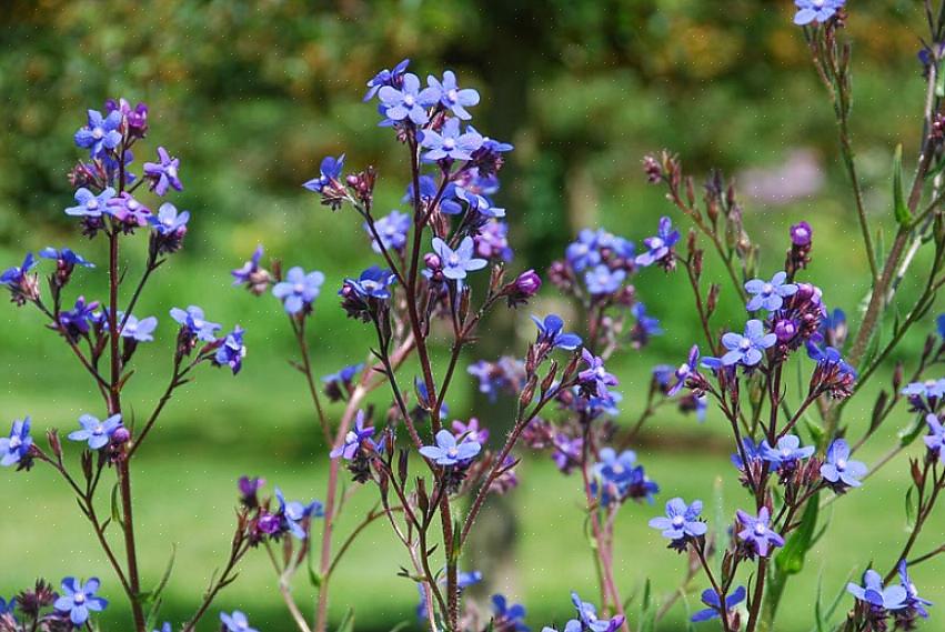 Ma poiché Anchusa azurea 'Dropmore' è una pianta perenne così alta