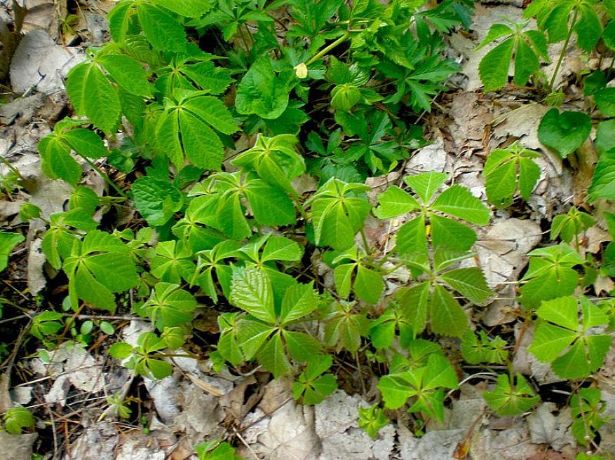La copertura del terreno Bunchberry è una pianta del bosco che cresce all'ombra della foresta