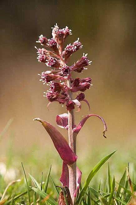 La sfida più grande nella coltivazione di piante di butterbur è impedire loro di diffondersi dove non vuoi