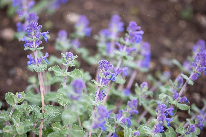 La tassonomia delle piante classifica questa pianta di nepitella nana come Nepeta racemosa Little Titch