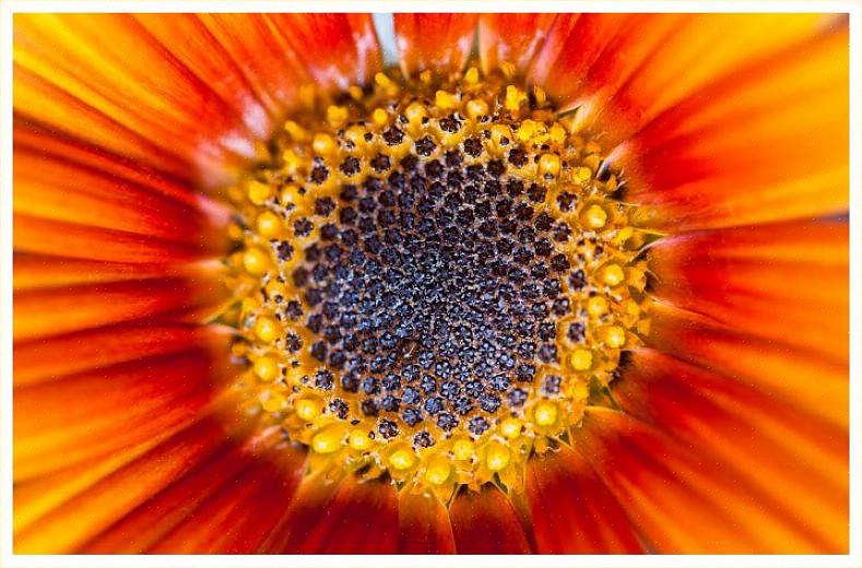 La pianta tascabile (Calceolaria crenatiflora) è così chiamata per i suoi fiori a forma di sacchetto