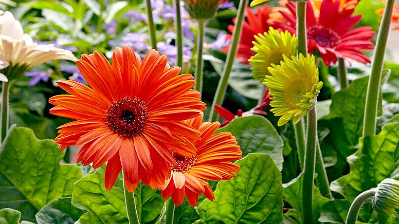 La tassonomia delle piante classifica i fiori di gerbera daisy come Gerbera jamesonii