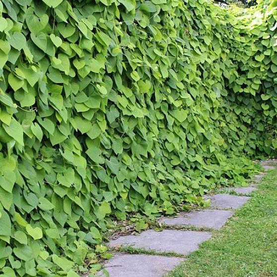 Il fiore della pipa di Dutchman ha la forma di una pipa di schiuma