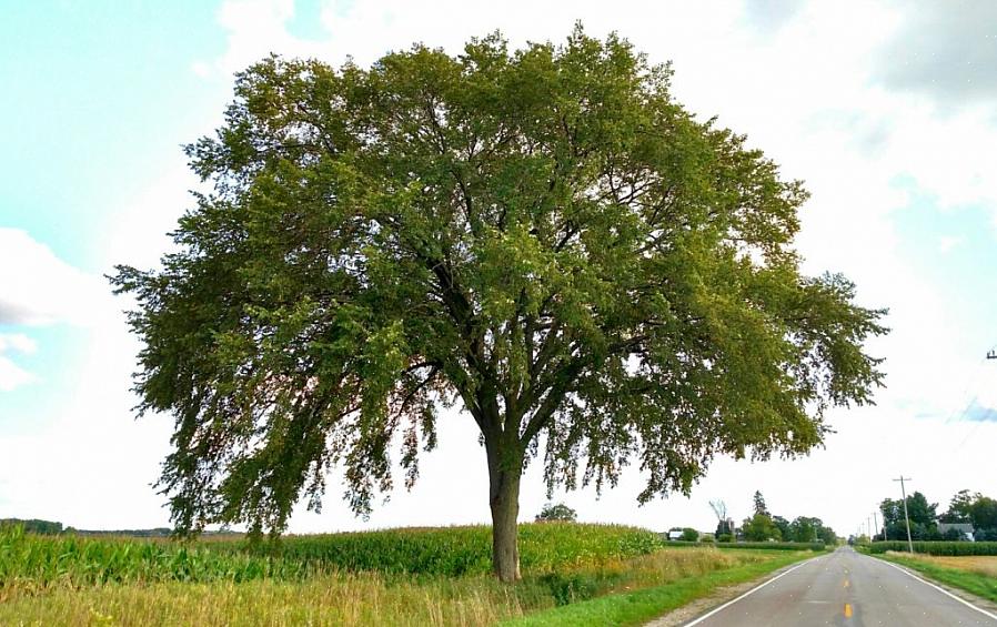 Il lavoro di clonazione delle piante dei genetisti degli alberi continua nella speranza di sviluppare nuovi