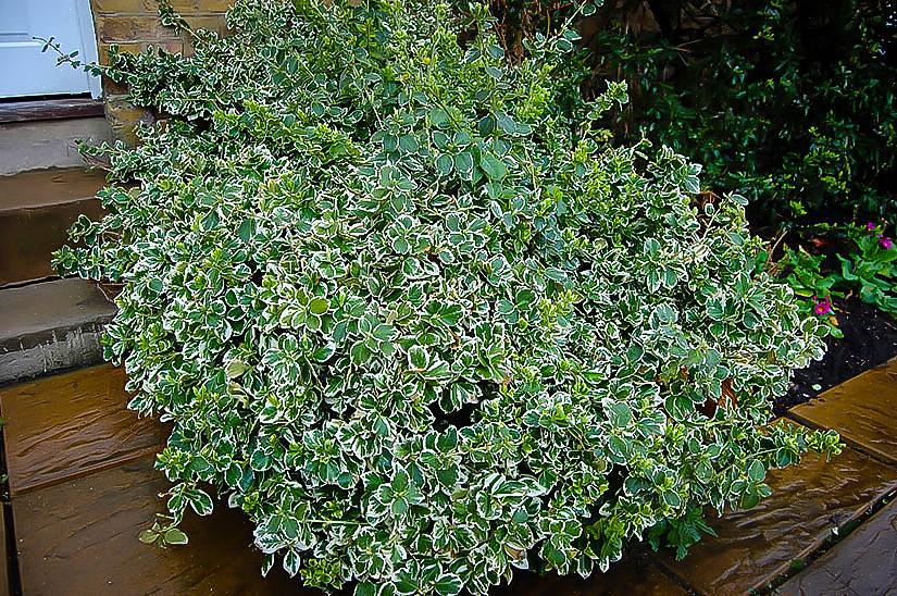 Emerald Gaiety è una cultivar della pianta Euonymus fortunei