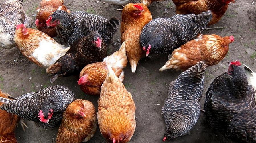 / o carne sceglieranno probabilmente polli di taglia grande per la loro maggiore efficienza nel produrli
