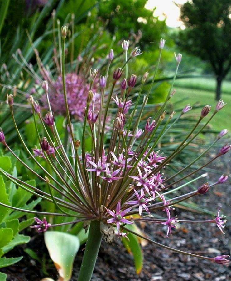 "Cipolla" compare nei nomi comuni perché Allium è il nome del genere sia per le cipolle commestibili