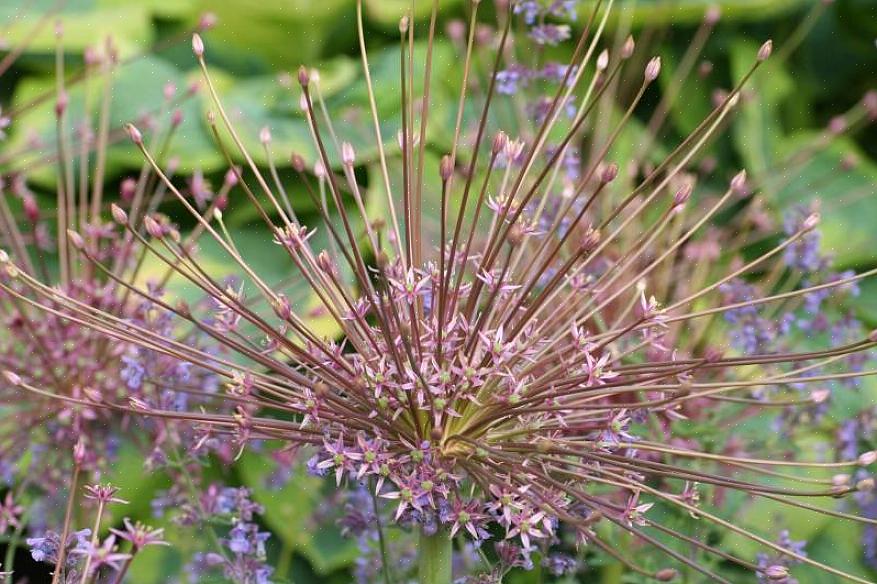 Allium schubertii sarà apprezzato da coloro che amano lavorare o mostrare materiale vegetale essiccato