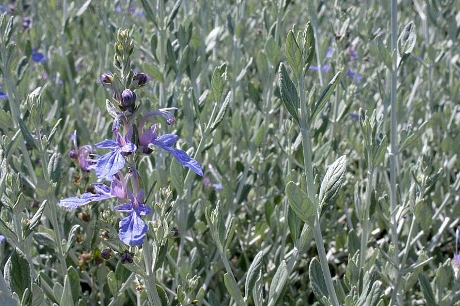 Teucrium x lucidrys) è una di quelle piante antiquate che oggigiorno non riceve molta stampa