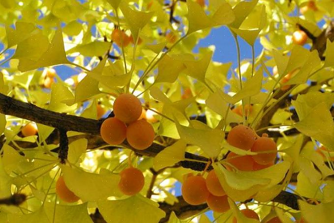 Varietà di alberi di ginkgo biloba maschi