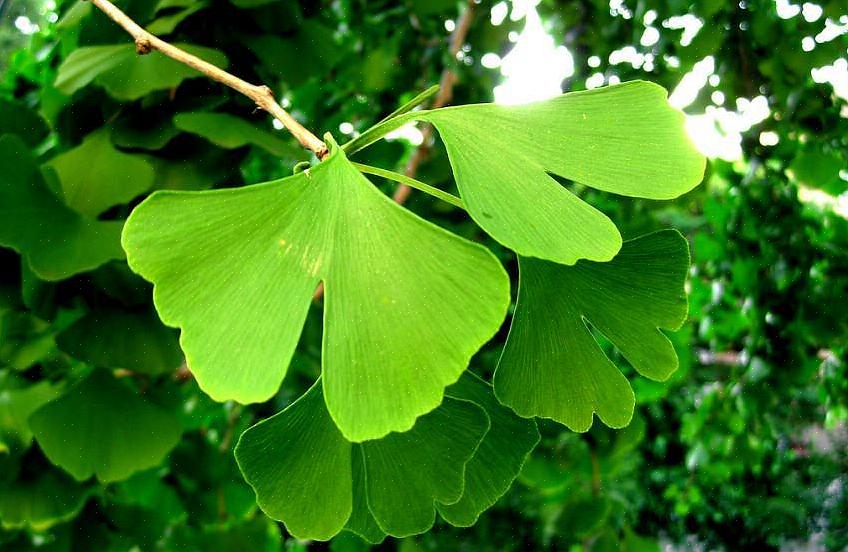 Gli alberi di ginkgo biloba