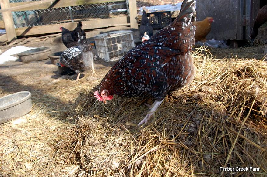Il metodo della lettiera profonda è un metodo sostenibile per la gestione dei rifiuti di pollo nel pollaio