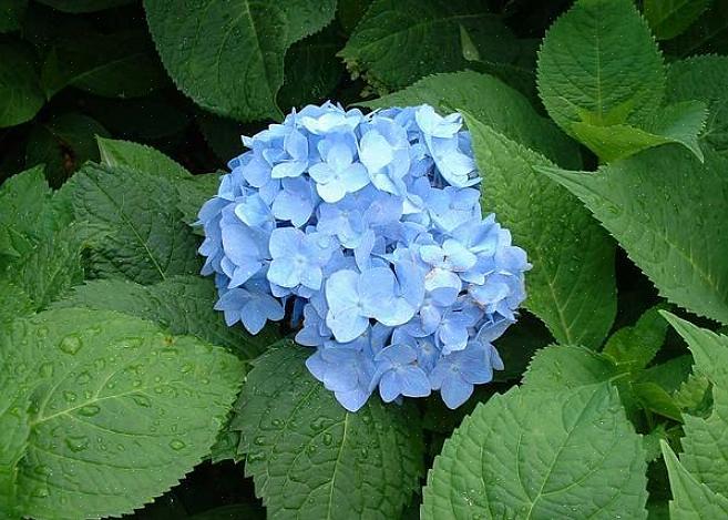 Macrophylla 'Nikko Blue' cresce fino a raggiungere un'altezza massima di 4-6 metri