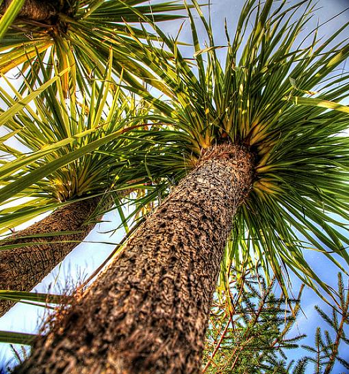 Anche le specie di palme resistenti al freddo descritte qui possono avere problemi quando le temperature