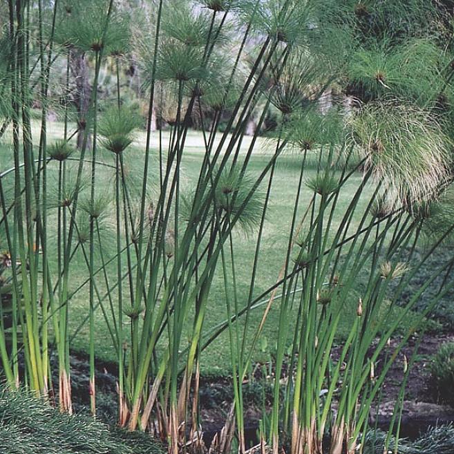 Le persone che vogliono coltivare piante di papiro in un giardino acquatico in genere le installano lì