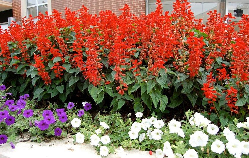 Non confondere i fiori di salvia rossa di cui abbiamo discusso con Salvia officinalis