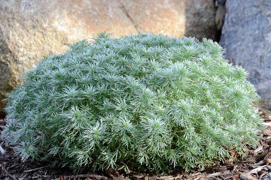 Silvermound Artemisia è scientificamente chiamata Artemisia schmidtiana nella tassonomia delle piante