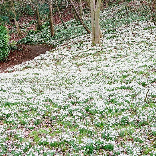 La tassonomia delle piante classifica i comuni bucaneve come Galanthus nivalis