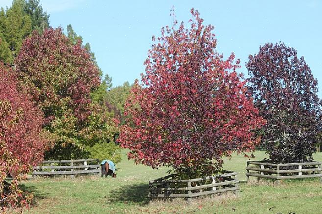 Gli sweetgum europei sono alberi decidui apprezzati per le loro foglie a forma di stella che trasformano