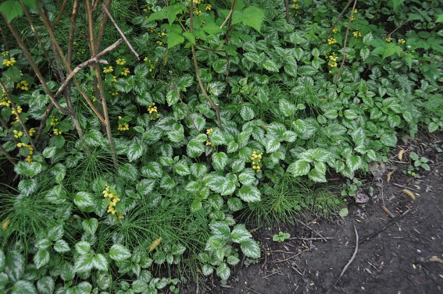 Il nome Lamiastrum indica che l'arcangelo giallo è una pianta "falsa" di Lamium o semplicemente assomiglia