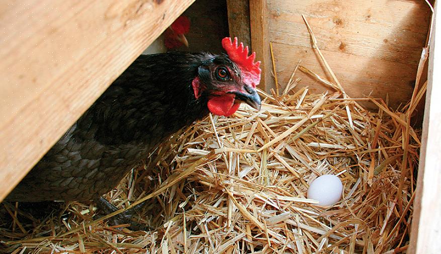 Le galline allevate principalmente al pascolo mangiano questo tipo di dieta per la maggior parte del tempo