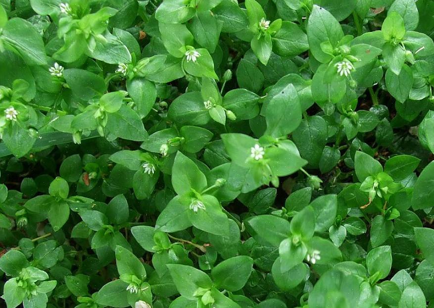 Le foglie schiacciate di latifoglie o piantaggine "comune" (Plantago major) possono essere utilizzate