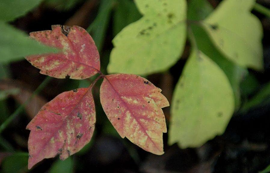 Come identificare l'edera velenosa in qualsiasi periodo dell'anno Quando rimuovere l'edera velenosa