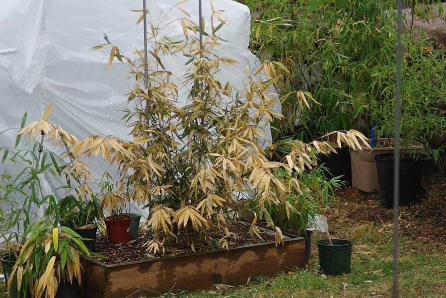 Prova ad annaffiare le piante con parsimonia durante l'inizio dell'autunno
