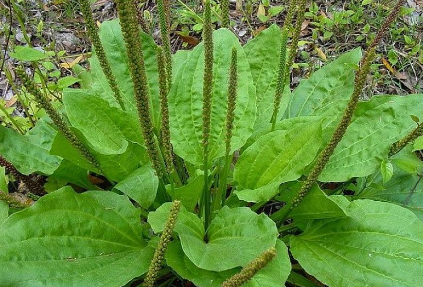 La piantaggine è una pianta a crescita bassa che spesso ha foglie larghe