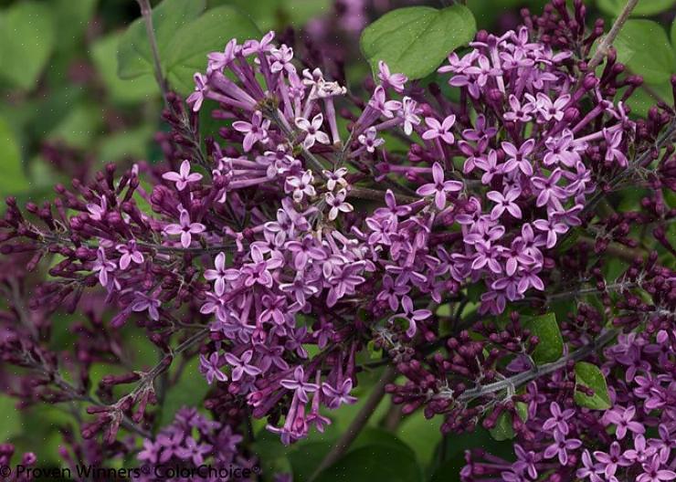 Diablo ninebark (Physocarpus opulifolius Diablo) è un altro arbusto a fioritura tarda primavera