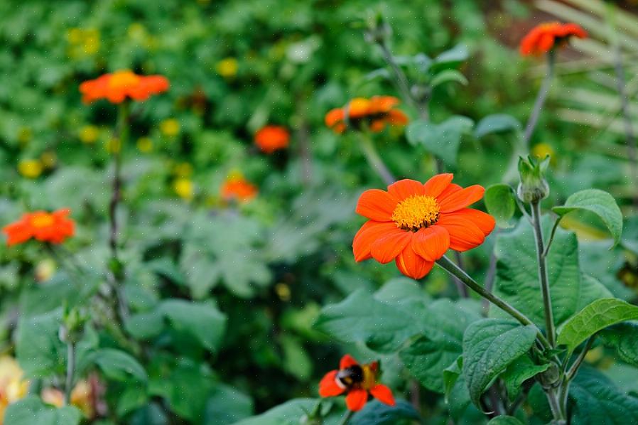 Vediamo ora i migliori arbusti con fiori rossi o arancioni adatti ai climi caldi