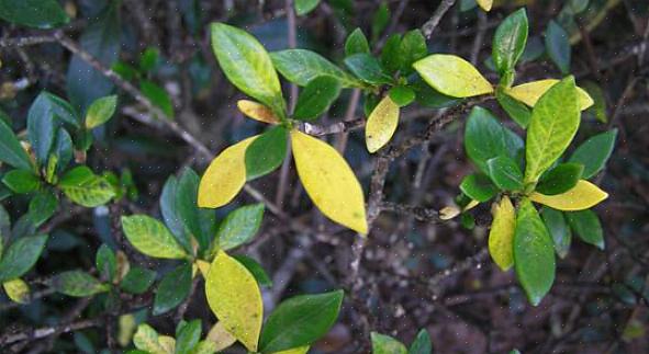 Un'irrigazione eccessiva come possibili cause delle foglie gialle sulla tua gardenia