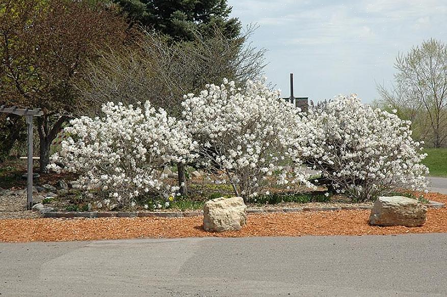 La magnolia stellata ha un'abitudine arrotondata
