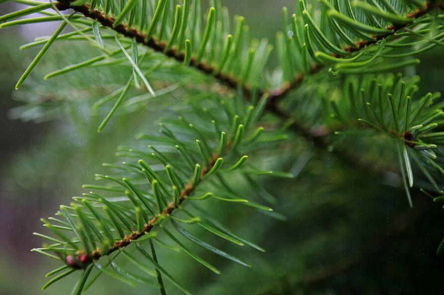 Gli alberi di Ginkgo biloba sono anche gimnosperme