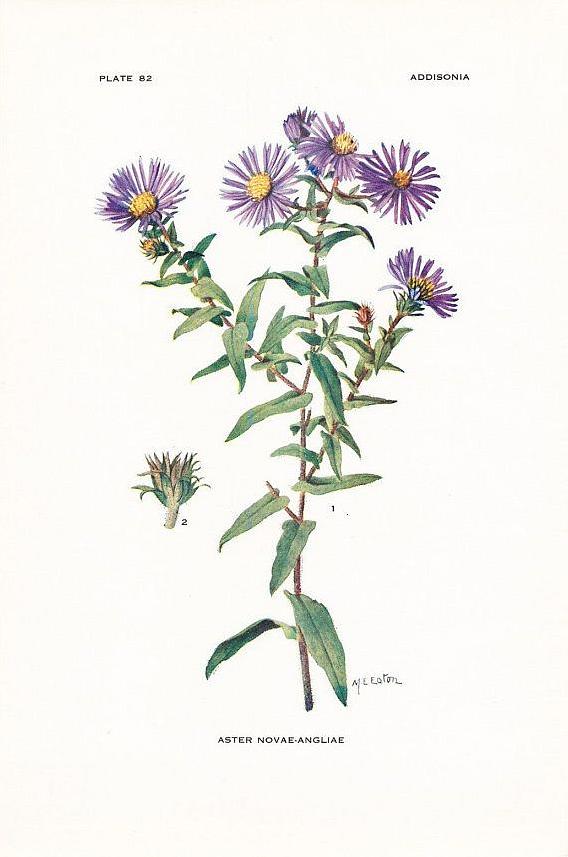 Coltiva piante di aster del New England nelle zone di rusticità USDA 4-8