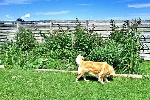 Impedire ai cani di altre persone di entrare nel tuo cortile può significare costruire una recinzione