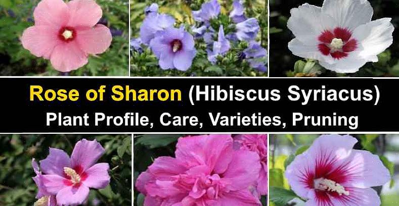 Rose of Sharon è una delle tue opzioni per un cespuglio con fiori bianchi