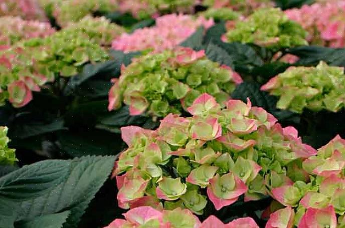 Molti tipi di arbusti di azalee hanno fiori rosa