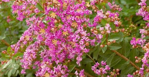 C'è un simile Pink Walloper per chi cerca arbusti con fiori rosa