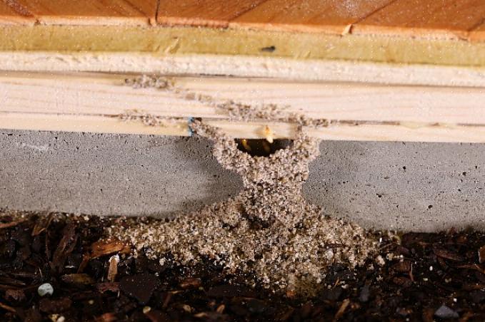 Poiché le termiti mangiano il legno
